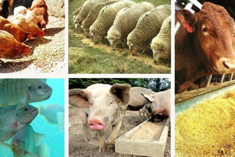 Factory Farming: The Engine of Cruelty, Collapse, and Climate Crisis