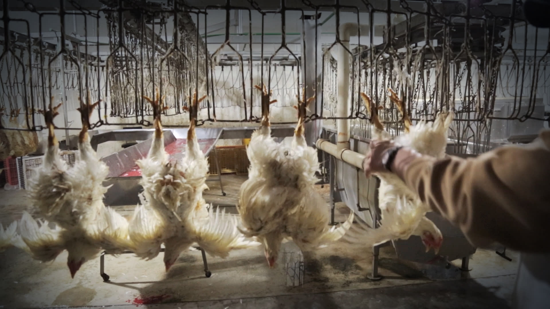 https://cruelty.farm