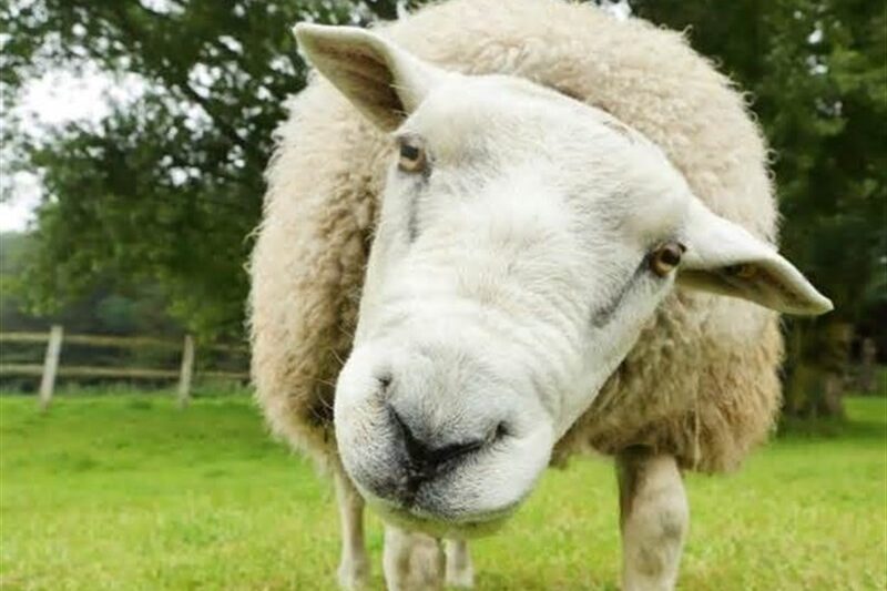 سوءرفتار با گوسفندان در صنایع گوشتی و اثرات آن بر سلامت انسان