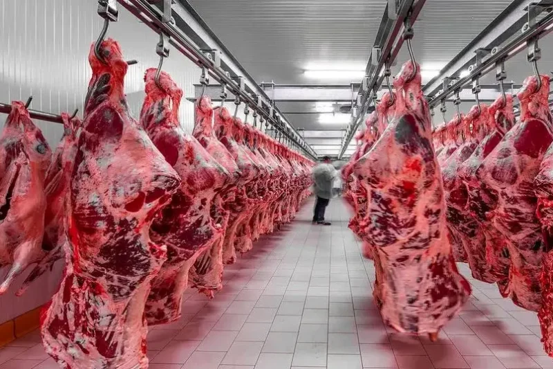 تاثیر مصرف گوشت گاو بر بروز بیماری‌های خودایمنی